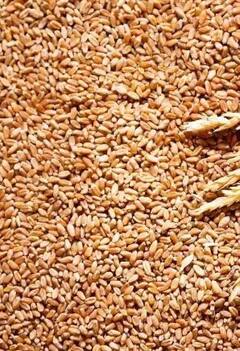 Photo : सणासुदीच्या मुहूर्तावर गव्हाच्या किंमतीत तीन टक्क्यांची वाढ