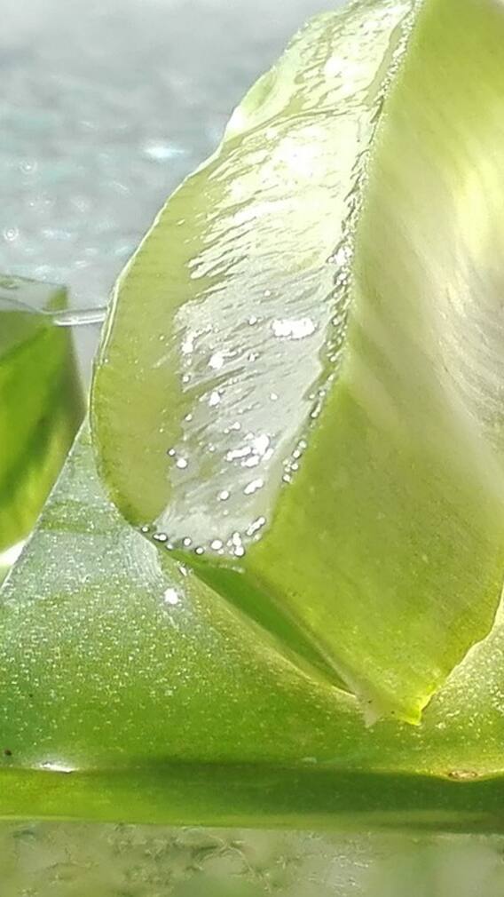 ਜਾਣੋ ਪੱਤਿਆਂ ਨਾਲ ਐਲੋਵੇਰਾ ਜੈੱਲ ਸਟੋਰ ਕਰਨ ਦਾ ਤਰੀਕਾ