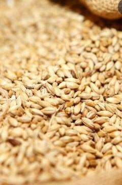 Photo : सणासुदीच्या मुहूर्तावर गव्हाच्या किंमतीत तीन टक्क्यांची वाढ