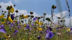 Maharashtra : पाचगणीत निसर्गातील अप्रतिम आणि आकर्षक फुलांचा नजारा