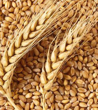 सणासुदीच्या मुहूर्तावर गव्हाच्या किंमतीत तीन टक्क्यांची वाढ