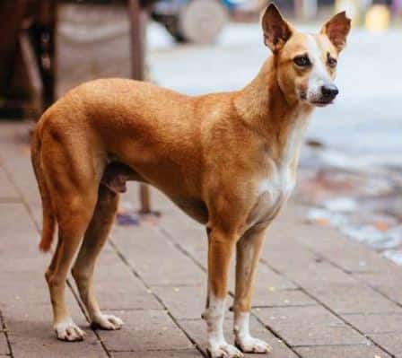 The dogs of this village of Gujrat are owners of millions of rupees Rich Dogs Rich Dogs : ਇੱਥੋਂ ਦੇ ਕੁੱਤੇ ਵੀ ਨੇ ਕਰੋੜਪਤੀ, ਚੰਗਾ ਖਾਣੇ ਤੋਂ ਲੈਕੇ ਆਪਣੀ ਜ਼ਮੀਨ ਤੱਕ ਇਹ ਖਾਸ ਸਹੂਲਤਾਂ ਹਨ ਕੁੱਤਿਆਂ ਕੋਲ
