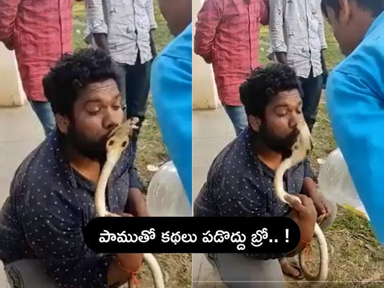 Viral Video Karnataka Man Tries To Kiss Cobra After Rescuing It Gets Bitten Watch Viral 3214