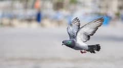 ঘরে পায়রার বাসা থাকা ভাল না খারাপ ?