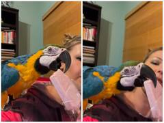 तोते को आइसक्रीम खाते देखा है कभी? ज्यादा बाइट के लालच में जम गई जीभ