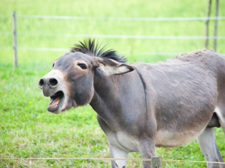 China Wants To Import Donkey And Dog From Pakistan Senator Zeeshan Khanzada Committee Said