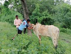 PHOTO: एकट्या आमदाराने स्वखर्चाने संपूर्ण तालुक्यातील 'लम्पी लसीकरण' केलं