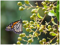 घट रही हैं तितलियां और भंवरे, अगर ये नहीं होंगे तो पड़ सकते हैं खाने के लाले
