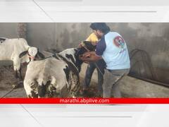 काय सांगता! एकट्या आमदाराने संपूर्ण तालुक्यातील 'लम्पी लसीकरण' केलं स्वखर्चाने