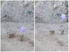 गुब्बारे के साथ खेलती नजर आई दो बिल्लियां, अचानक हुआ ब्लास्ट और फिर