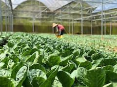 देश में लहलहाएंगी बागवानी की फसलें, परियोजना को मिलेगी 8 महीने के बजाय 45 दिन में मंजूरी, 2100 करोड़ से तैयार होगी नर्सरी