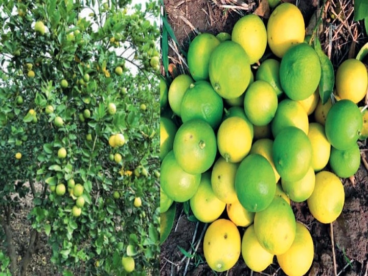 Lemon Farming: अब कमाई का नया रिकॉर्ड बना सकते हैं किसान, बाजार में आई 60 किलो प्रॉडक्शन वाली नींबू की नई किस्म