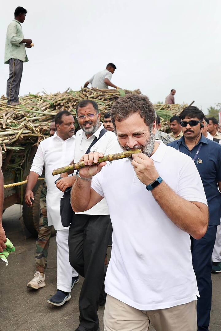 অন্য মেজাজে রাহুল গাঁধী। কর্নাটকের মান্ড্য জেলায় আখের স্বাদে মজে রাহুল। ছবি: পিটিআই