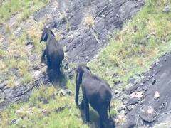 கொடைக்கானலில் யானைகள் நடமாட்டம் - சுற்றுலா பயணிகளுக்கு அனுமதி ரத்து