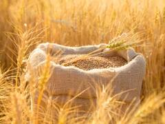 October Crops: अक्टूबर में करेंगे बुवाई तो होगी बंपर कमाई, इन फसलों की खेती के लिये अच्छा है समय