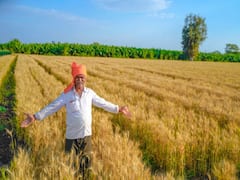 October Crops: अक्टूबर में करेंगे बुवाई तो होगी बंपर कमाई, इन फसलों की खेती के लिये अच्छा है समय