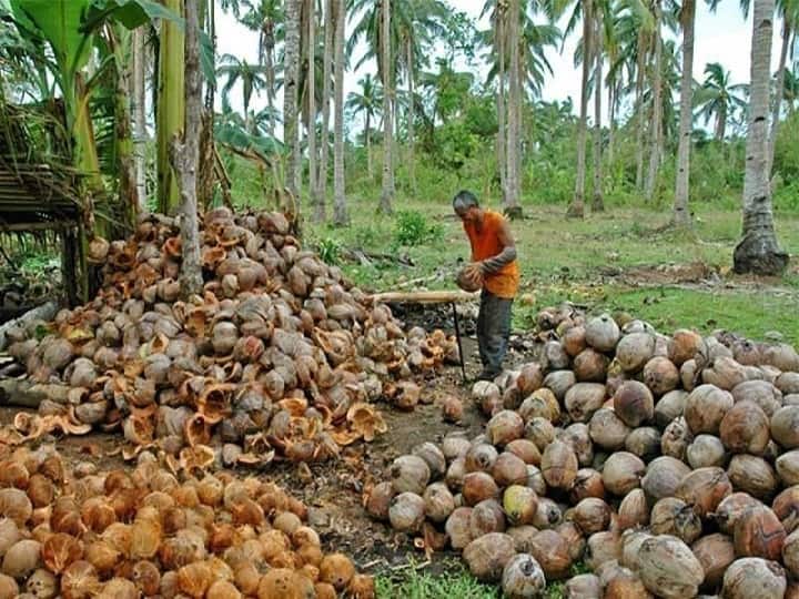 Award Winning coconut Farmer of Kozhikode Kerala Abraham Mathew Plan to Quit farming Agriculture in Loss: खेती छोड़ने पर मजबूर हुआ सरकार से सम्मानित ये किसान, कारण जानकर रह जाएंगे हैरान