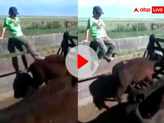 Man Harassing A Cow Gets Instance Karma Fal Punishment For Bad Deeds Winning Internet Users Funny Viral Video On Social Media | Karma Funny Video: गाय को परेशान कर रहा था ये Man Harassing A Cow Gets Instance Karma Fal Punishment For Bad Deeds Winning Internet Users Funny Viral Video On Social Media | Karma Funny Video: गाय को परेशान कर रहा था ये