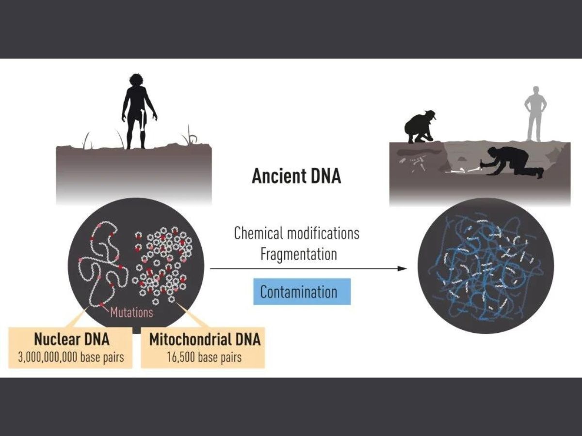 DNA రసాయనికంగా మార్పు చెందుతుంది మరియు ఫ్రాగ్మెంటేషన్‌కు గురవుతుంది.  ఫలితంగా, వేల సంవత్సరాల తర్వాత DNA యొక్క ట్రేస్ మొత్తాలు మాత్రమే మిగిలి ఉన్నాయి.  ఫోటో: నోబెల్ ప్రైజ్ ఆర్గనైజేషన్