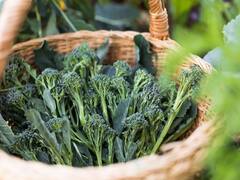 Urban Farming: अक्टूबर में इन सब्जियों के पौधों से भर लें अपना टेरिस गार्डन, सर्दियों तक दिखने लगेगा फायदा