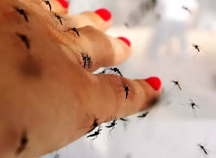 ਪਿਛਲੇ ਕੁਝ ਦਿਨਾਂ ਤੋਂ ਦੇਸ਼ ਦੀਆਂ ਵੱਖ-ਵੱਖ ਥਾਵਾਂ 'ਤੇ ਡੇਂਗੂ ਦੇ ਮਾਮਲਿਆਂ 'ਚ ਲਗਾਤਾਰ ਵਾਧਾ ਹੋ ਰਿਹਾ ਹੈ। ਸਿਹਤ ਮਾਹਿਰਾਂ ਅਨੁਸਾਰ ਵਾਇਰਲ ਬੁਖਾਰ ਦੇ ਨਾਲ-ਨਾਲ ਮੌਸਮ ਵਿੱਚ ਤਬਦੀਲੀ ਕਾਰਨ ਡੇਂਗੂ ਬੁਖਾਰ ਦੇ ਕੇਸ ਵੀ ਲਗਾਤਾਰ ਸਾਹਮਣੇ ਆ ਰਹੇ ਹਨ।