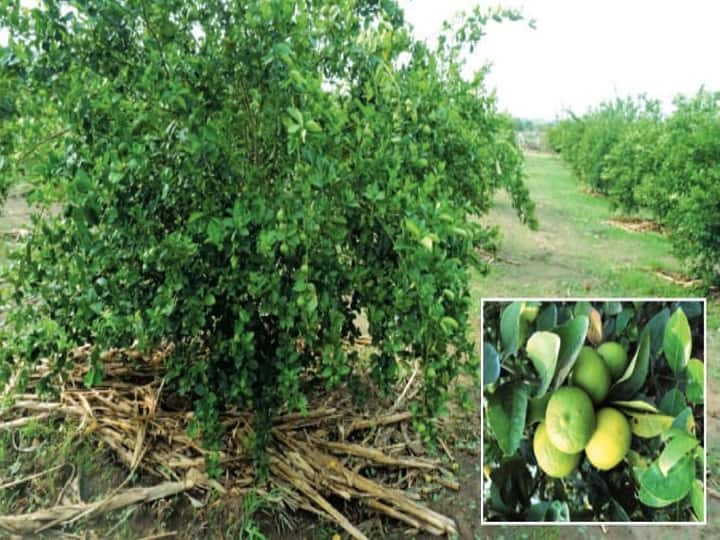 Lemon farming Thar Vaibhav Variety of Acid Lime produce upto 60 kg production per plant Lemon Farming: अब कमाई का नया रिकॉर्ड बना सकते हैं किसान, बाजार में आई 60 किलो प्रॉडक्शन वाली नींबू की नई किस्म