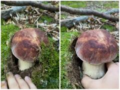 धरती का सीना चीर कर निकाला गया मशरूम, वीडियो देख उड़ जाएंगे होश