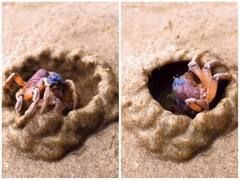 क्रैब नहीं इंजीनियर कहिए... देखते ही देखते केकड़े ने गीली रेत से बनाया अपना शानदार घर