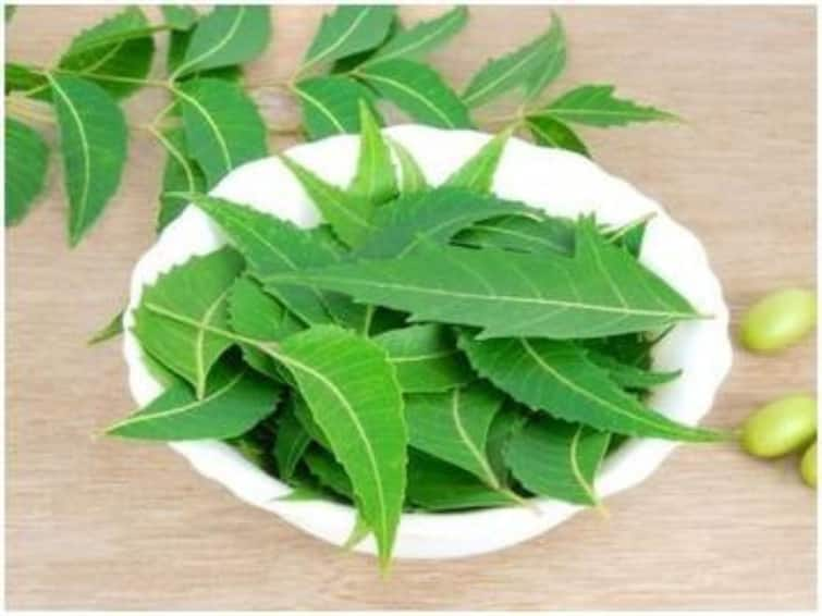 hair care tips hair care with neem know in details Hair Care Tips: নিমের সাহায্যে চুলের পরিচর্যা! কী কী উপকার পাবেন