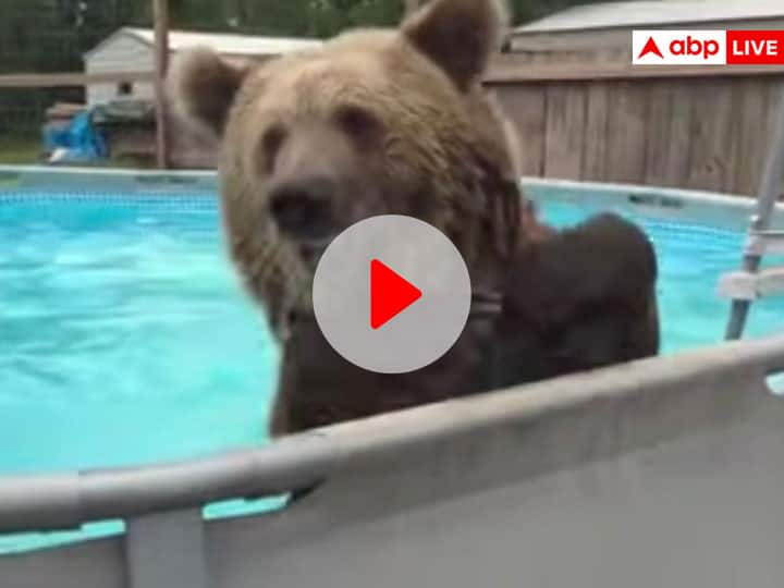 brown bear enjoys summers in pool plays in it and gives smile to the camera adorable viral video on social media पूल में मस्ती करते भालू का Video वायरल, कैमरे को दी बड़ी सी Smile