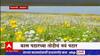 Special Report : Satara मध्ये फुलांच्या पठाराहून 'माझा'चा रिपोर्ट : ABP Majha