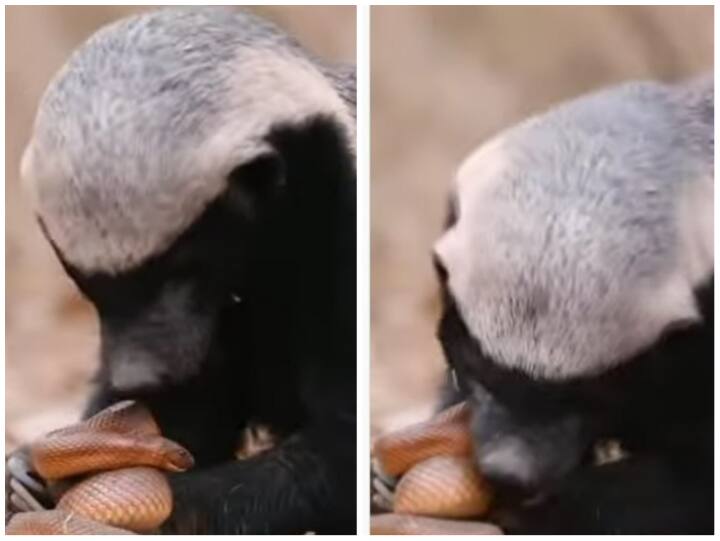 Video: सांप की मौत बनकर टूटा हनी बैजर, पल भर में किया जहरीले शिकार का अंत Honey badger attack on snake video goes viral on social media Video: सांप की मौत बनकर टूटा हनी बैजर, पल भर में किया जहरीले शिकार का अंत