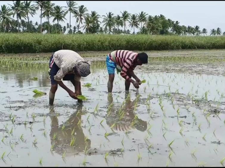 karur samba cultivation paddy planting work has started TNN விவசாயப் பணிகளுக்கு ஆள் பற்றாக்குறை - நெல் நடவு பணியில் வட மாநில ஆண்கள்