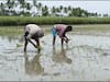 விவசாயப் பணிகளுக்கு ஆள் பற்றாக்குறை - நெல் நடவு பணியில் வட மாநில ஆண்கள்