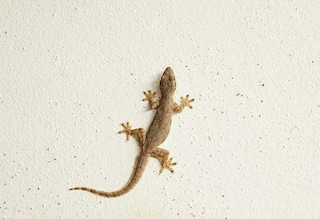 Keep Lizards Away from Home : ਕੀ ਤੁਸੀਂ ਵੀ ਕਿਰਲੀਆਂ ਤੋਂ ਹੋ ਪਰੇਸ਼ਾਨ, ਘਰੋਂ ਭਜਾਉਣੀ ਐ ਛਿਪਕਲੀ ਤਾਂ ਫਾਲੋ ਕਰੋ ਇਹ ਘਰੇਲੂ ਨੁਸਖੇ