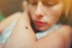 Dengue Remedies : ਬਿਨਾਂ ਕੋਈ ਲੱਛਣ ਦਿਖੇ ਮਿਲ ਰਹੇ ਇਹ ਸੰਕੇਤ ਹੋ ਸਕਦੇ ਡੇਂਗੂ ਦੀ ਨਿਸ਼ਾਨੀ