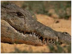 Crocodile's Tears: मगरमच्छ और घड़ियाल के आंसू क्यों होते हैं झूठे? अगर सुनी है ये कहावत तो आज इसकी वजह भी जान लीजिए