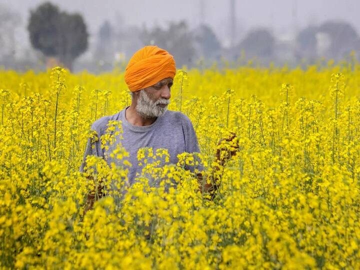 राई-सरसों- प्रमुख तिलहनी फसल सरसों और राई की खेती के लिये भी अक्टूबर का महीना सबसे उपयुक्त रहता है. इन फसलों की खेती के साथ-साथ मधुमक्खी पालन करके किसान डबल आमदनी ले सकते हैं. अच्छी सिंचाई से सरसों की फसल में अधिक तेल बनता है. सरसों की खेती से पहले मिट्टी की जांच के आधार पर ही खाद-उर्वरकों का इस्तेमाल करना चाहिये. वहीं छिड़काव विधि के बजाय कतारों में सरसों की बिजाई करनी चाहिये.