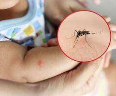 Dengue Remedies : ਬਿਨਾਂ ਕੋਈ ਲੱਛਣ ਦਿਖੇ ਮਿਲ ਰਹੇ ਇਹ ਸੰਕੇਤ ਹੋ ਸਕਦੇ ਡੇਂਗੂ ਦੀ ਨਿਸ਼ਾਨੀ
