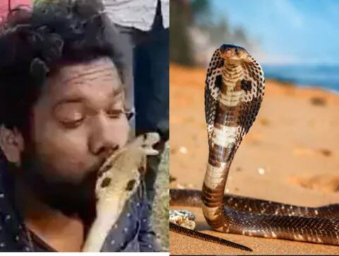 man tries to kiss a king cobra gets bitten on the lip Shocking Video: ਸੱਪ ਨਾਲ ਸਟੰਟ ਕਰਨਾ ਪੈ ਗਿਆ ਭਾਰੀ! ਜ਼ਹਿਰੀਲੇ ਕੋਬਰਾ ਨੂੰ Kiss ਕਰ ਰਿਹਾ ਸੀ ਵਿਅਕਤੀ, ਮੁਸ਼ਕਿਲ ਨਾਲ ਬਚੀ ਜਾਨ, ਦੇਖੋ ਵੀਡੀਓ