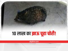बांसवाड़ा में झाऊ चूहा चोरी ने होने पर मालिक ने कराई FIR, इंटरनेट पर 10 लाख रुपये प्राइस!