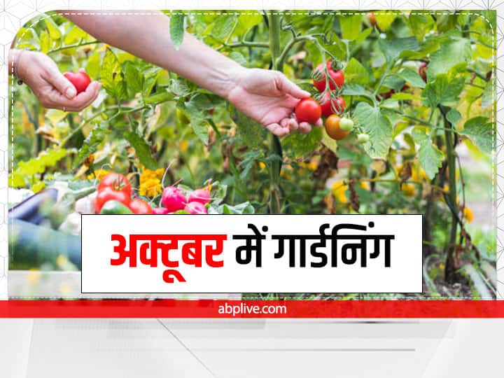 Vegetable Gardening: बाजार में भी हरी पत्तेदार और मौसमी सब्जियों की डिमांड बढ़ने लगती है. ऐसे में आप घर पर ही तरह-तरह की सब्जियों के पौधे या बीज लगाकर विंटर गार्डनिंग कर सकते हैं.