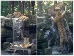 चिड़ियाघर में बड़े बाघ से मस्ती करते नजर छोटे भाई, परेशान होने पर सिखाया सबक