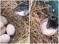 अंडे के चक्कर में मुसीबत में आई सांप की जान, मुंह से निकालना पड़ा निवाला