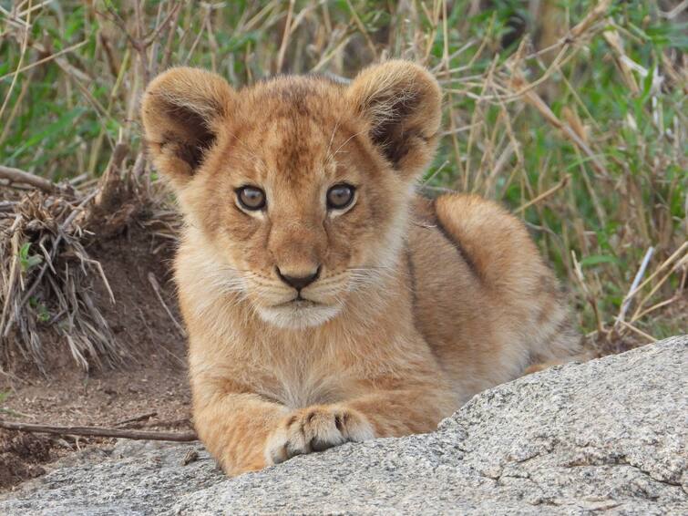 Lion cub tries to scare its mother in adorable viral video, Watch Viral Video Viral Video: মায়ের সঙ্গে খুনসুটিতে মত্ত সিংহ শাবক, কীভাবে সিংহীকে চমকে দিল ছোট্ট ছানা?