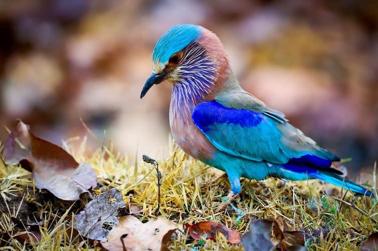 Dussehra 2022: Neelkanth bird  that proved lucky for Lord Ram In killing Ravana Dussehra 2022: દશેરાના દિવસે આ પક્ષીના દર્શન કરવા માનવામાં આવે છે શુભ, જાણો શું છે પૌરાણિક માન્યતા