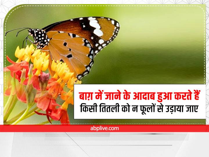 उड़ते-फिरते हैं तितलियों की तरह, लफ्ज़ कागजों पर बैठते ही नहीं Butterfly numbers down by 50 percent उड़ते-फिरते हैं तितलियों की तरह, लफ्ज़ कागजों पर बैठते ही नहीं