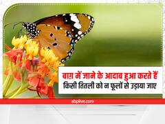 उड़ते-फिरते हैं तितलियों की तरह, लफ्ज़ कागजों पर बैठते ही नहीं