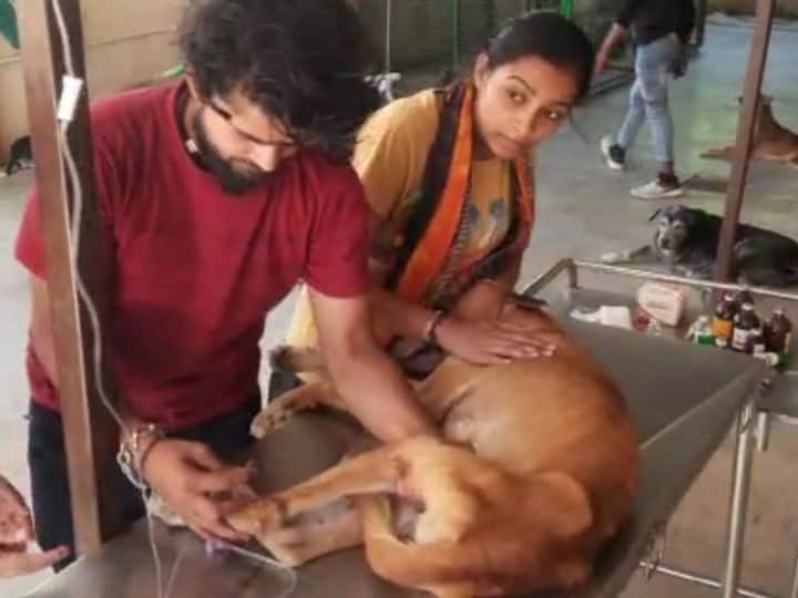 youth of Bhind are running animal care center with the support of locals and pocket money ANN Bhind News: बीमार बेजुबान पशुओं का सहारा बन रहे हैं भिंड के युवा, पॉकेटमनी से खोला है एनिमल केयर सेंटर