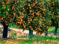 अब धान और गेहूं से बढ़ेगी कीन्नू की मिठास, एक्सपर्ट्स ने दिये प्रॉडक्शन बढ़ाने के जबरदस्त टिप्स